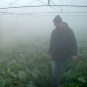 greenhouse-3